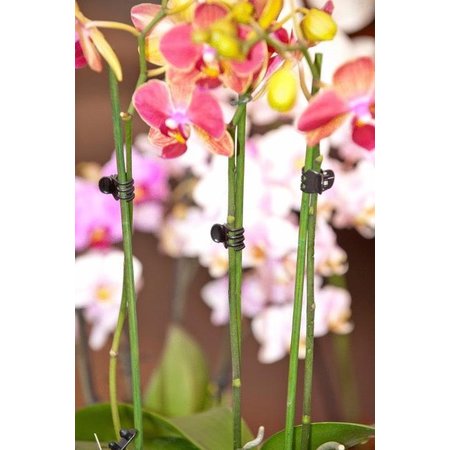 NATURE Clips voor Orchidee, Zwart, 10 Stuks