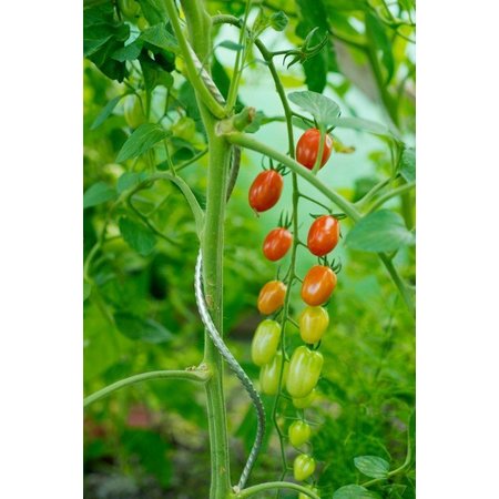 NATURE Tomatensteun Spiraal, 180cm, Glad Oppervlak